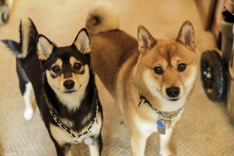 A Complete Guide About Hhiba Inu Husky Mix