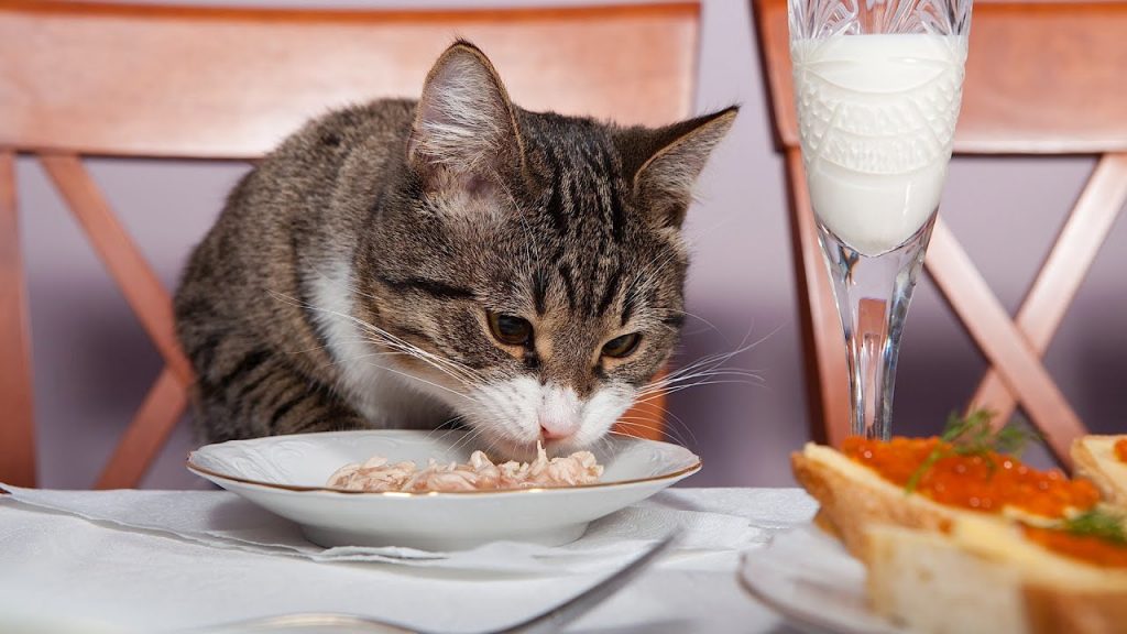 How to Feed a Cat 3 Effective Methods for Kitty's Nom Nom Time! Best