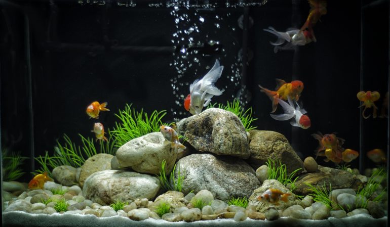 simple aquarium decoration