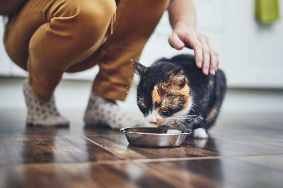 5 Ways to Take Care of a Cat at Home