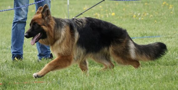 Long Haired German Shepherd