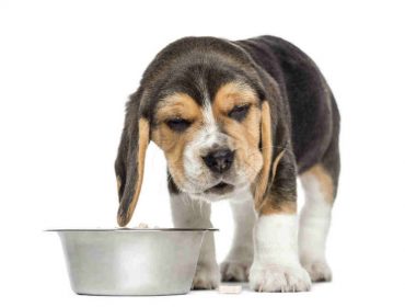 How Long Does It Take a Dog to Digest Food?