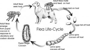 how to get fleas off a dog