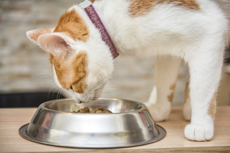 best food for cats with IBS