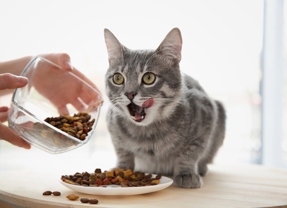 best cat foods to prevent vomiting