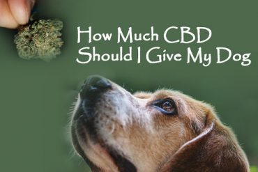 How Much CBD Oil Should I Give My Dog for Anxiety