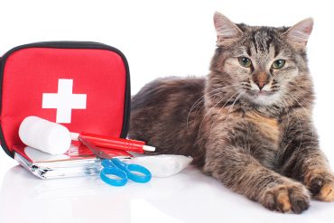 first aid checklist for pet