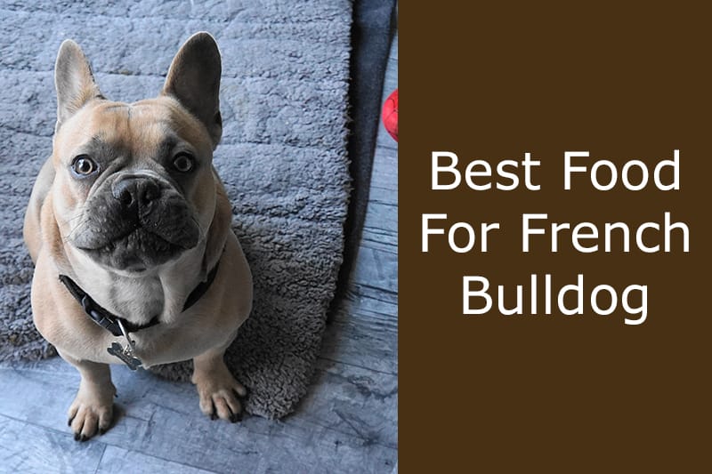 Best Dog Food For French Bulldogs: All You Need To Know