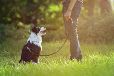 best dog training services in Delaware