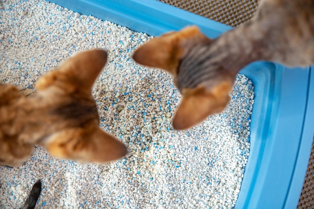 Why Is My Cat Eating Litter? What To Do & When To Worry