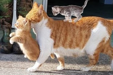 Cat & Kitten