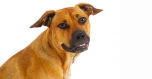 Physical Characteristics of Black Mouth Cur Pit Mix