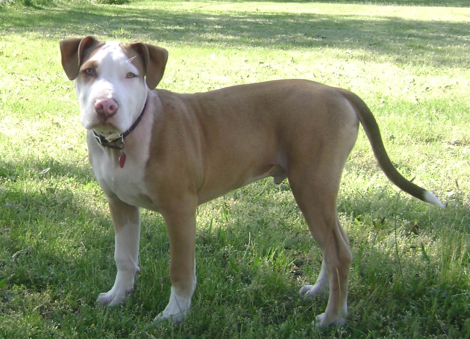 How Old Is Pitbull