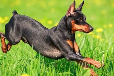 dog breeds that live the longest