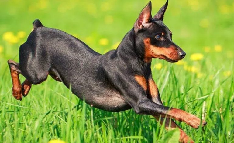 dog breeds that live the longest