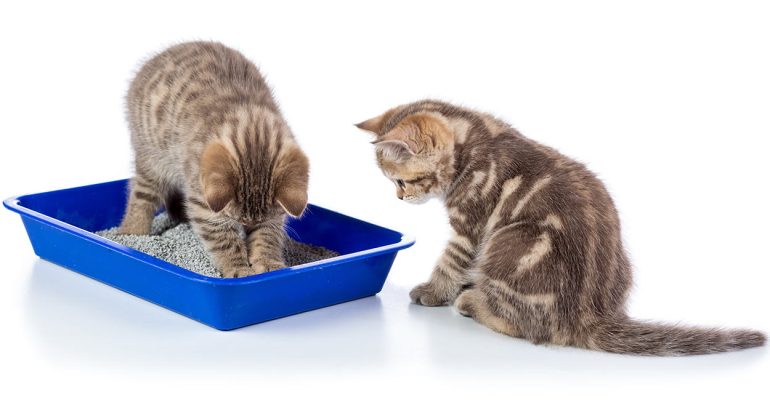 can cats share a litter box