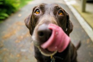 How Dehydrated Chicken For Dogs Helps Improve Your Pet’s Health