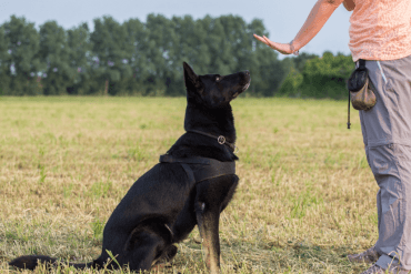 Dog Obedience Training Programs