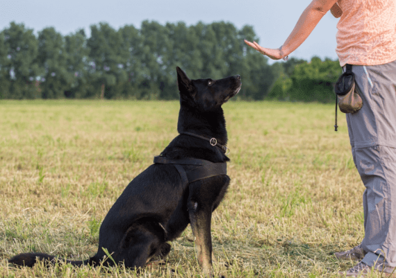 Dog Obedience Training Programs