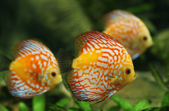 Freshwater Fish