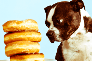 Foods You Must Never Feed Your Dog